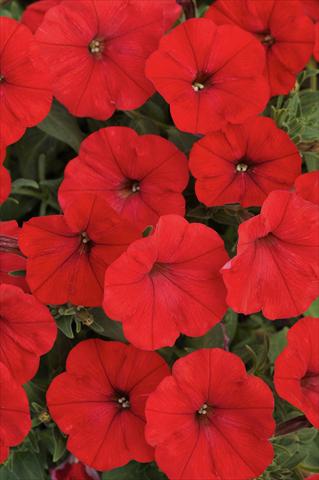 photo of flower to be used as: Pot, bedding, patio, basket Petunia Bonnie Red