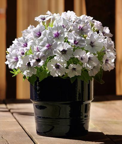 photo of flower to be used as: Pot, bedding, patio, basket Petunia Bonnie Silver