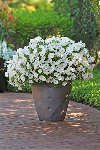 photo of flower to be used as: Pot, bedding, patio, basket Petunia Bonnie White