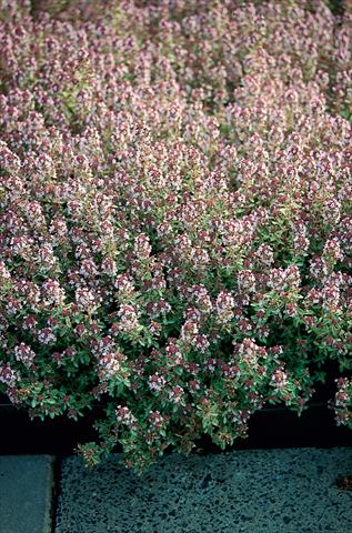 photo of flower to be used as: Pot and bedding Thymus Silver Queen