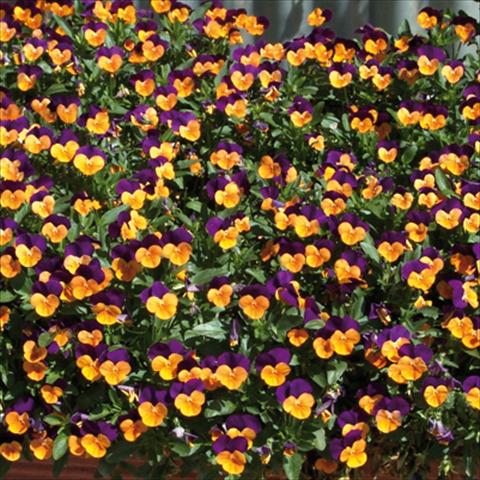 photo of flower to be used as: Bedding / border plant Viola cornuta Orange Jump up
