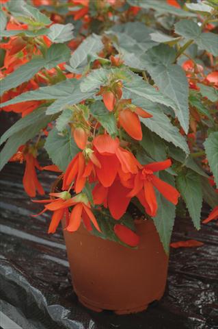 photo of flower to be used as: Bedding pot or basket Begonia boliviensis Santa Cruz