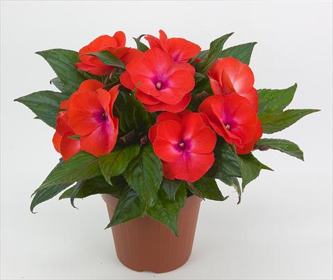 photo of flower to be used as: Bedding pot or basket Impatiens N. Guinea Paradise® Belize