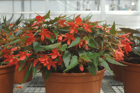 photo of flower to be used as: Bedding pot or basket Begonia boliviensis Sparkler® Red
