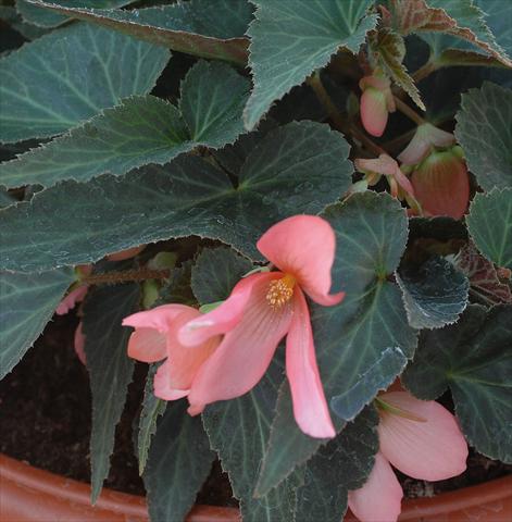 photo of flower to be used as: Bedding pot or basket Begonia boliviensis Sparkler® Rose