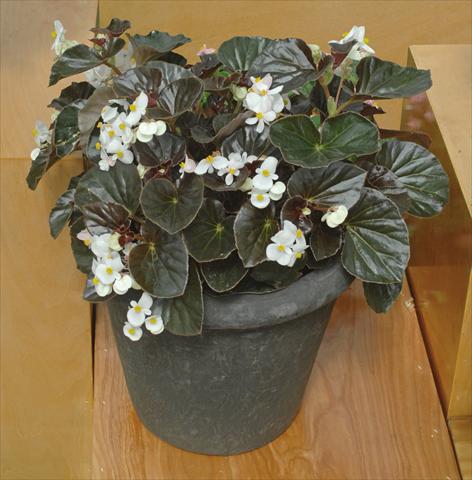 photo of flower to be used as: Pot and bedding Begonia semperflorens Baby Wing Bianco foglia scura