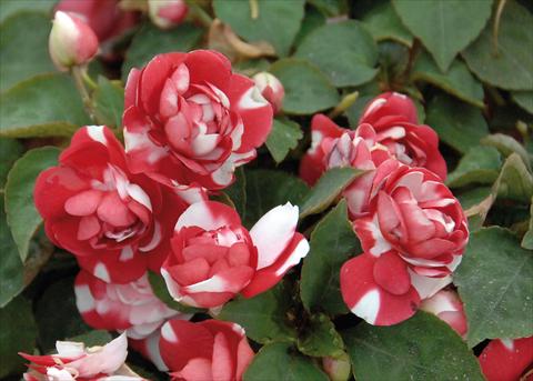 photo of flower to be used as: Pot and bedding Impatiens walleriana Musica® Bicolor Dark Red