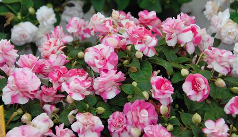 photo of flower to be used as: Pot and bedding Impatiens walleriana Musica® Bicolor Pink