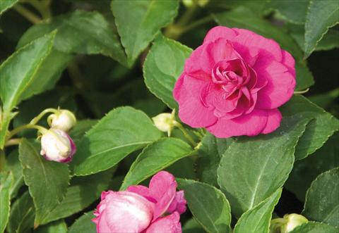 photo of flower to be used as: Pot and bedding Impatiens walleriana Musica® Fine Purple