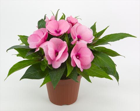 photo of flower to be used as: Bedding pot or basket Impatiens N. Guinea Paradise® Kiamba