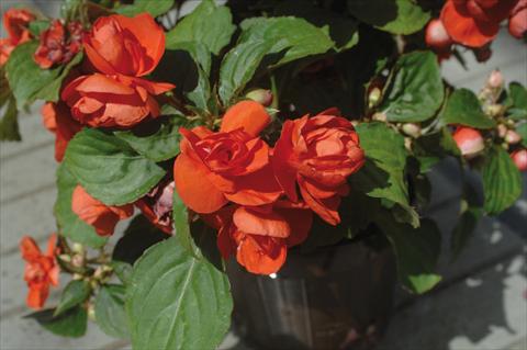 photo of flower to be used as: Pot and bedding Impatiens walleriana Musica® Orange