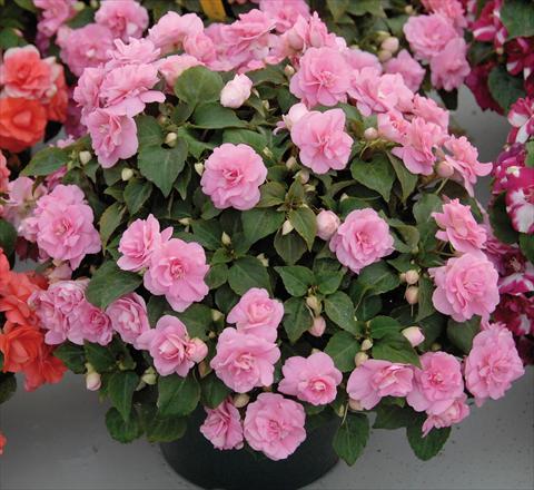 photo of flower to be used as: Pot and bedding Impatiens walleriana Musica® Pink Aroma