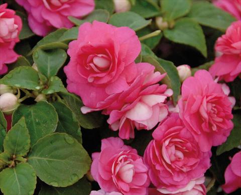 photo of flower to be used as: Pot and bedding Impatiens walleriana Musica® Pink Energy