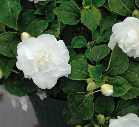 photo of flower to be used as: Pot and bedding Impatiens walleriana Musica® Pure White