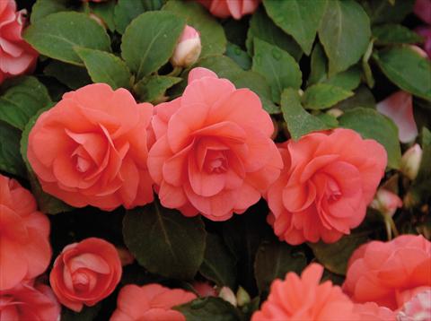 photo of flower to be used as: Pot and bedding Impatiens walleriana Musica® Salmon