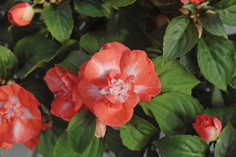 photo of flower to be used as: Pot and bedding Impatiens walleriana Musica® Spicy Orange