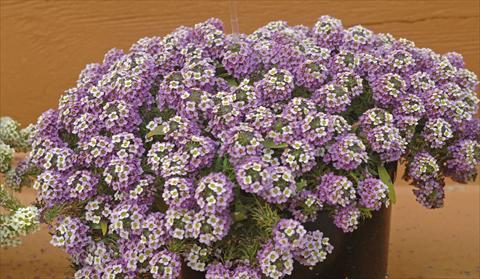 photo of flower to be used as: Pot and bedding Lobularia maritima Lavander Stream®
