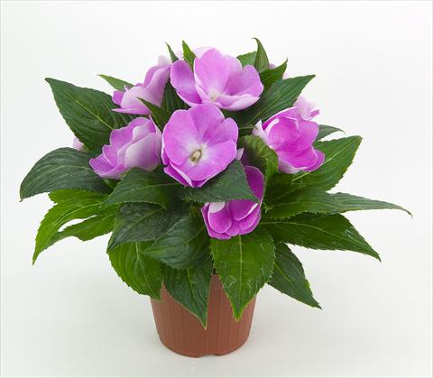 photo of flower to be used as: Pot and bedding Impatiens N. Guinea Paradise® Moyo