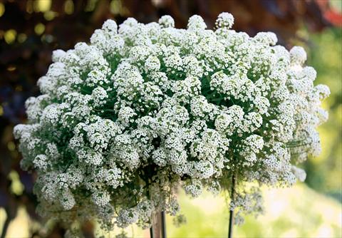 photo of flower to be used as: Pot and bedding Lobularia maritima Snow White® PW