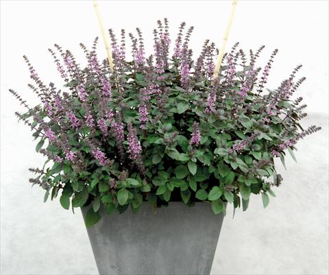 photo of flower to be used as: Pot and bedding Ocimum basilicum African Blu®