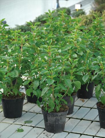 photo of flower to be used as: Pot and bedding Ocimum basilicum Basilico di montagna®
