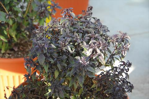 photo of flower to be used as: Pot and bedding Ocimum basilicum Basilico greco alla cannella®