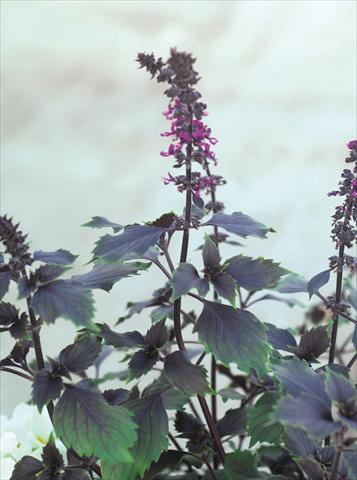 photo of flower to be used as: Pot and bedding Ocimum basilicum Wild Magic®