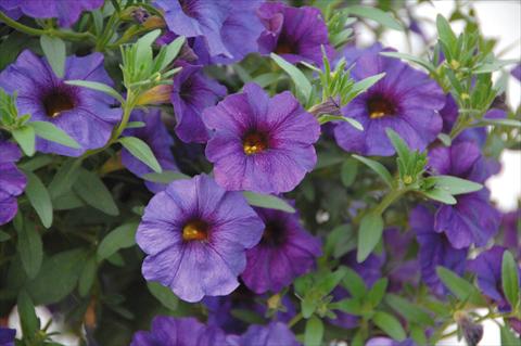 photo of flower to be used as: Pot, bedding, patio, basket Petchoa SuperCal® Blue