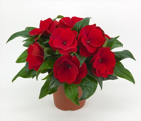 photo of flower to be used as: Bedding pot or basket Impatiens N. Guinea Paradise® Orona
