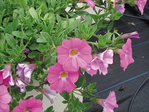 photo of flower to be used as: Pot, bedding, patio, basket Petchoa SuperCal® Pink Ice