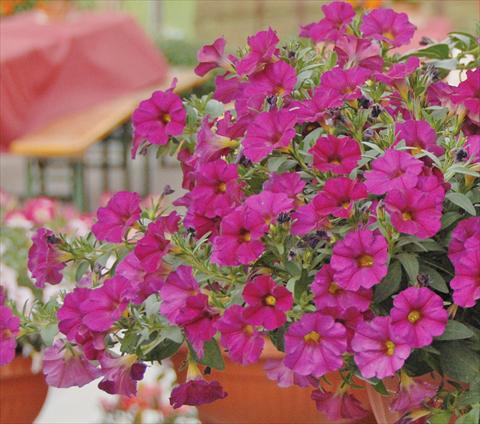 photo of flower to be used as: Pot, bedding, patio, basket Petchoa SuperCal® Violet