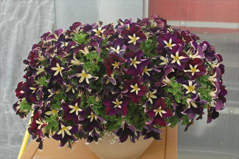 photo of flower to be used as: Pot, bedding, patio, basket Petunia pendula Cascadias® Rim Magenta
