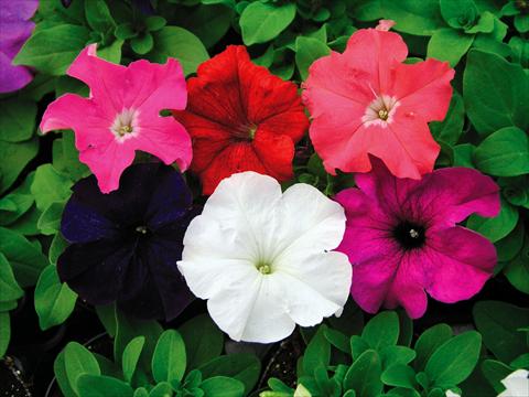 photo of flower to be used as: Pot, bedding, patio, basket Petunia Compatta XL Mix