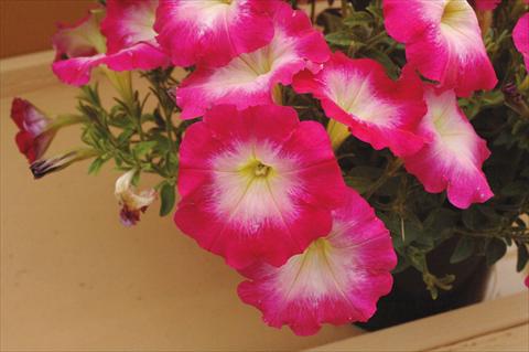 photo of flower to be used as: Pot, bedding, patio, basket Petunia Fantasy Hot Pink
