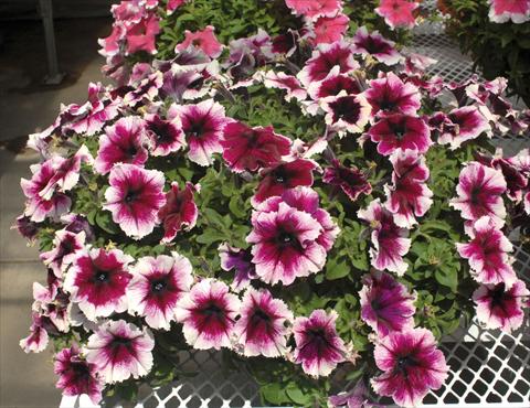 photo of flower to be used as: Pot, bedding, patio, basket Petunia Happy Giant Bicolor Purple Picotee