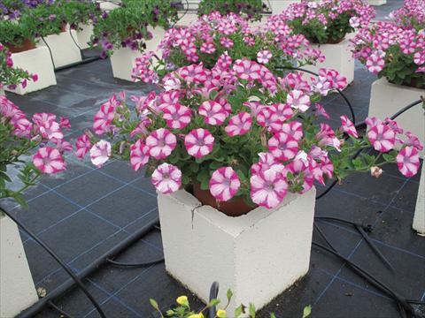 photo of flower to be used as: Pot, bedding, patio, basket Petunia Mini Blast