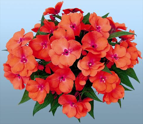 photo of flower to be used as: Pot and bedding Impatiens N. Guinea Paradise® Tomea