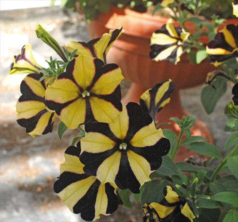 photo of flower to be used as: Pot, bedding, patio, basket Petunia Sunflower Ray