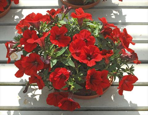 photo of flower to be used as: Pot, bedding, patio, basket Petunia pendula Surfinia® Deep Red