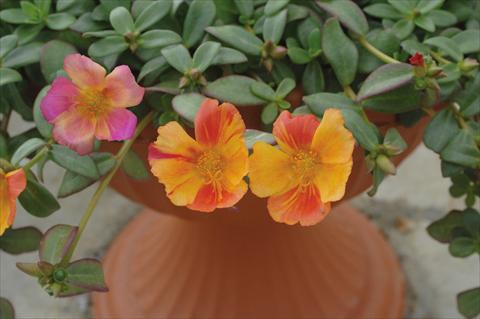 photo of flower to be used as: Pot and bedding Portulaca Amica Jumbo Bicolor Mix