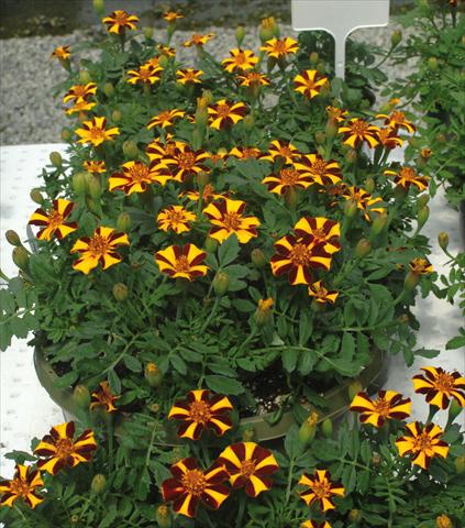 photo of flower to be used as: Bedding / border plant Tagetes patula Mr. Majestic