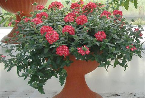 photo of flower to be used as: Pot, patio, basket Verbena Superbena® Coral Pearl