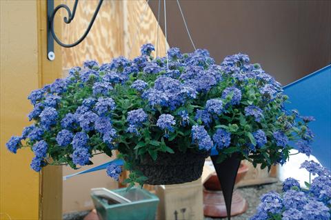 photo of flower to be used as: Pot, patio, basket Verbena Superbena® Royale Chambrey PW