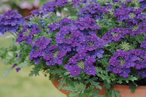 photo of flower to be used as: Pot, patio, basket Verbena Vepita Blu Violet PW