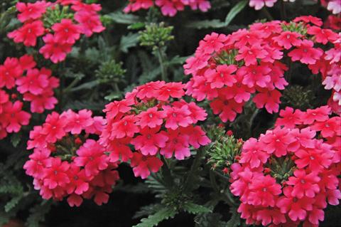 photo of flower to be used as: Pot, patio, basket Verbena Vepita Hot Pink PW