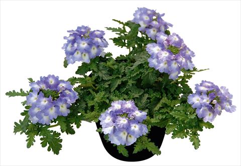 photo of flower to be used as: Pot, patio, basket Verbena Vepita Lavender Ice PW