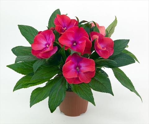photo of flower to be used as: Pot and bedding Impatiens N. Guinea Paradise® Tomini