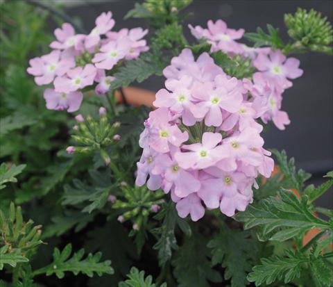 photo of flower to be used as: Pot, patio, basket Verbena Vepita Soft Pink PW