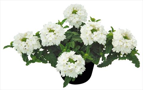 photo of flower to be used as: Pot, patio, basket Verbena Vepita White PW