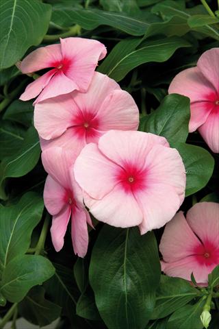 photo of flower to be used as: Pot and bedding Catharanthus roseus - Vinca Cora Cascade Strawberry